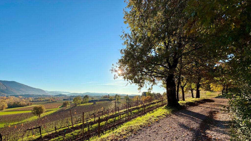 Panorama del Percorso Giallo in Franciacorta con vigneti in primo piano e le Prealpi bresciane sullo sfondo.