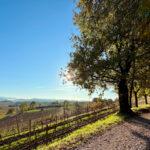 Panorama del Percorso Giallo in Franciacorta con vigneti in primo piano e le Prealpi bresciane sullo sfondo.