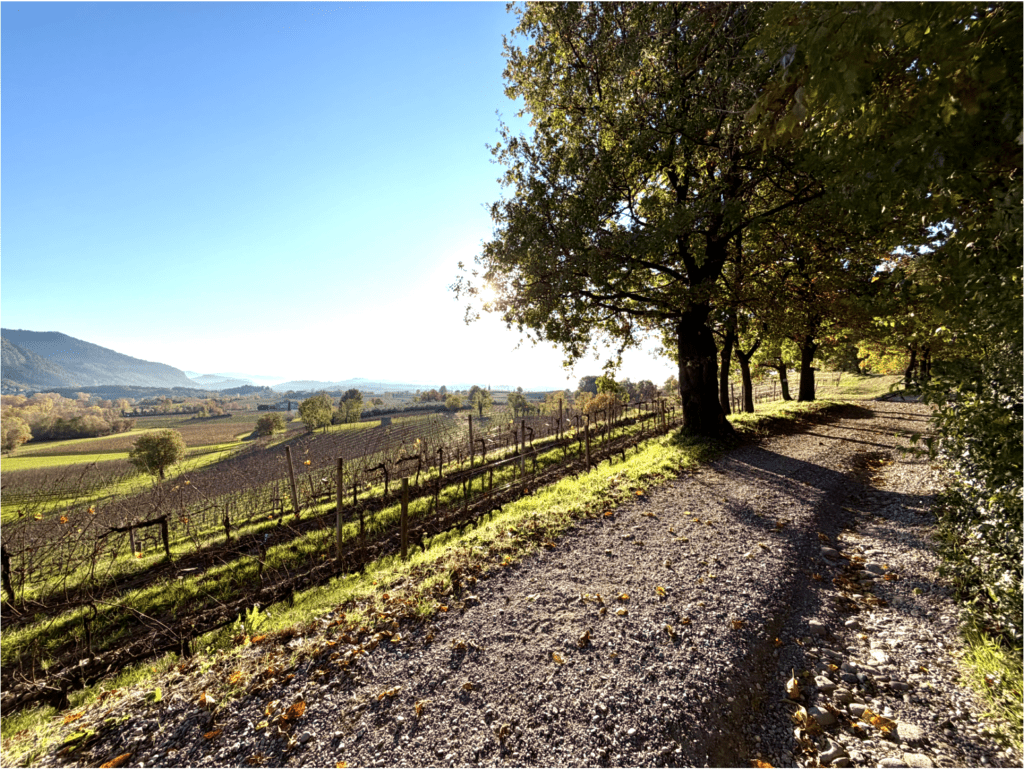 Sentiero sterrato panoramico tra i vigneti della Franciacorta al sorgere del sole, ideale per itinerari ciclistici.