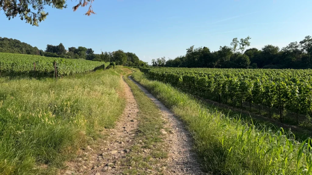 Strada bianca tra i vigneti di Provaglio d'Iseo lungo l'itinerario dell'Anello Piccolo in Franciacorta