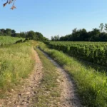 Strada bianca tra i vigneti di Provaglio d'Iseo lungo l'itinerario dell'Anello Piccolo in Franciacorta