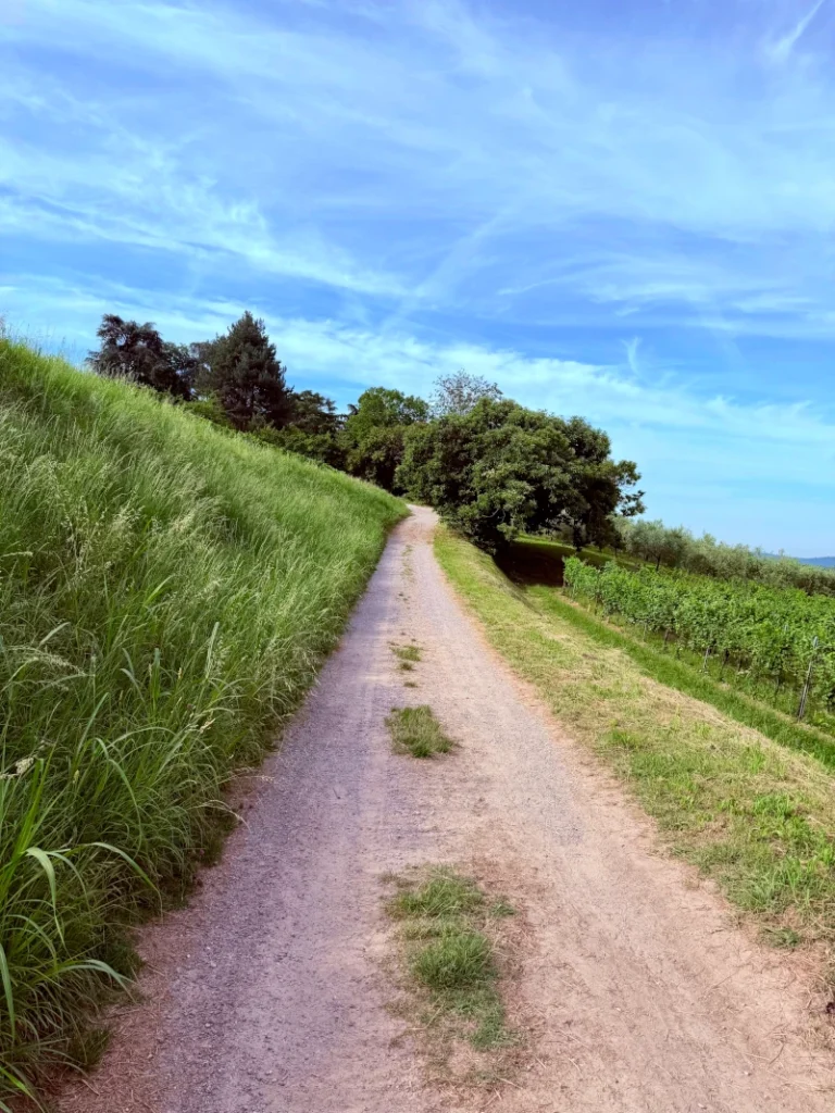 strada-bianca-vigneti-passirano Sentiero sterrato e strada bianca tra i filari dei vigneti a Passirano