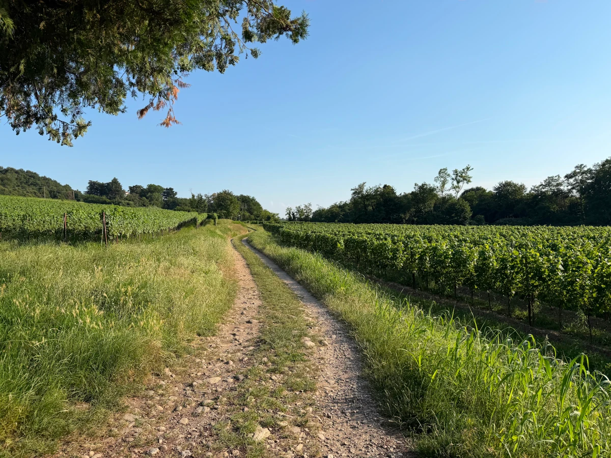 strada-bianca-vigneti-provaglio-d'iseo-anello-piccolo Strada bianca tra i vigneti di Provaglio d'Iseo lungo l'itinerario dell'Anello Piccolo in Franciacorta