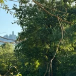 Veduta panoramica del Santuario della Madonna della Stella che spunta tra le colline verdi della Franciacorta, incorniciato da rami e alberi rigogliosi.